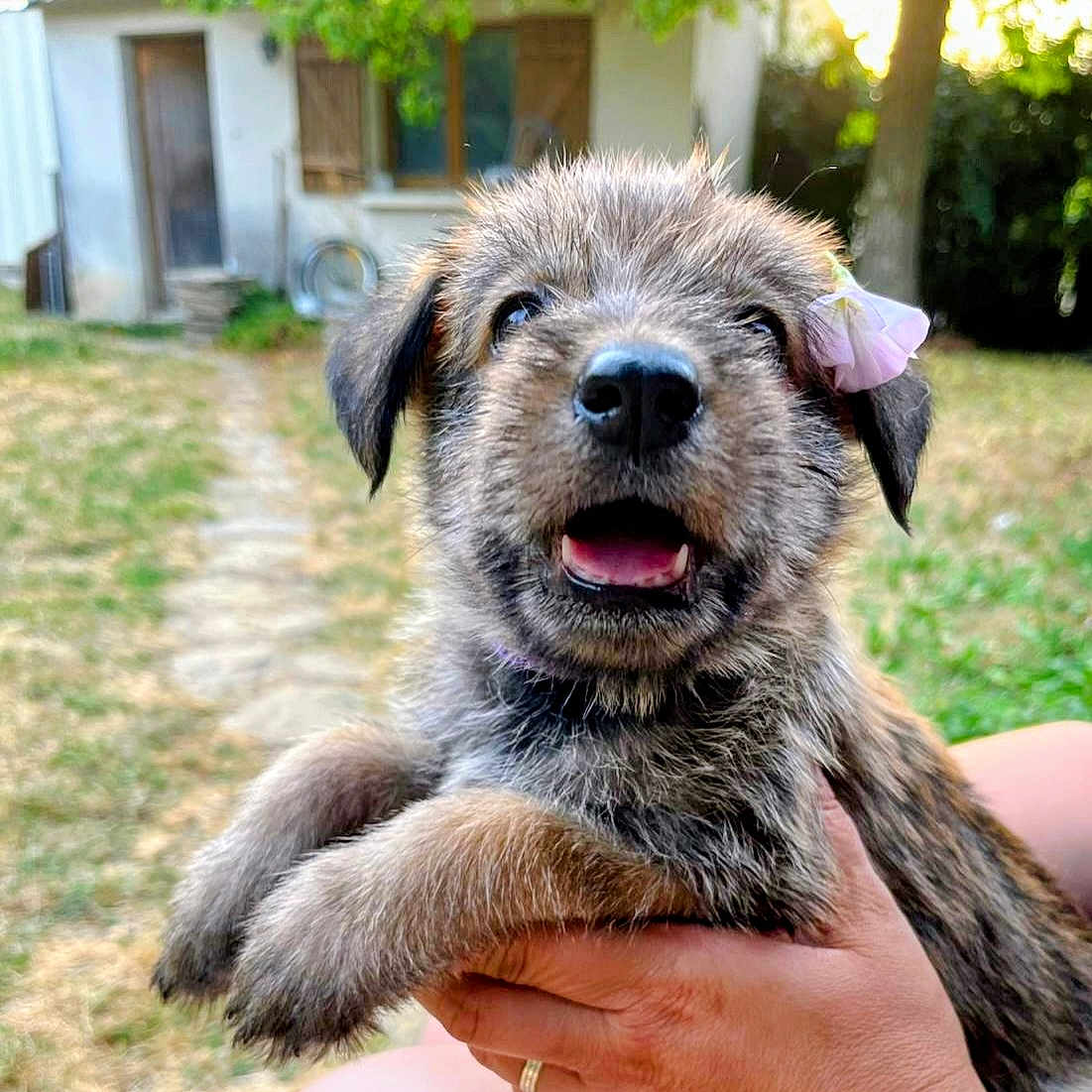 Biskotte participe au concours pour gagner de l'argent avec cette photo : animal, blurred_background, closeup, dog, ear, flower, fur, grass, hand, happy, holding, nature, outdoor, path, person, pet, puppy, smiling, sunlight, yard