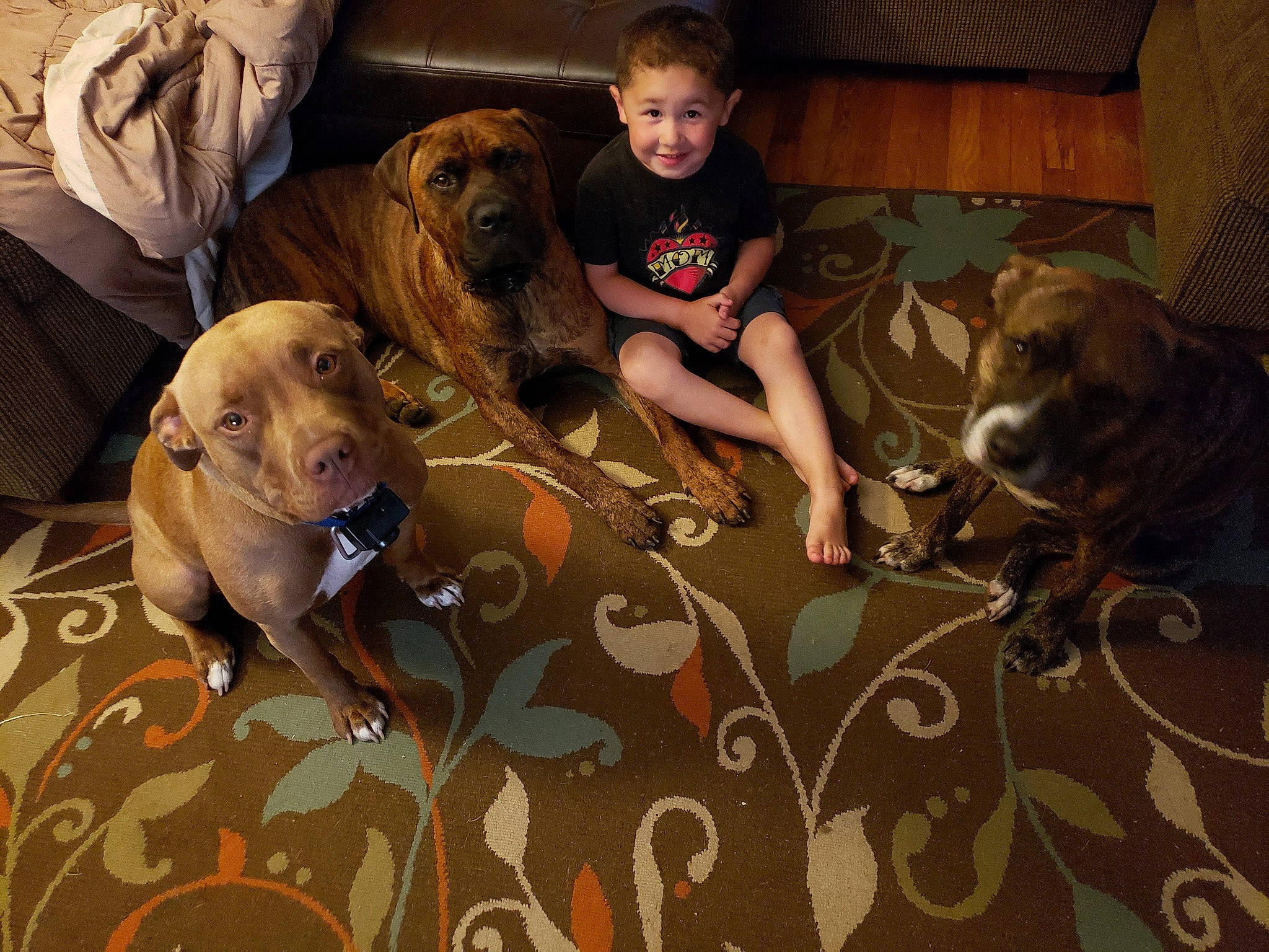 Jadyn joined the competition — help win amazing prizes! boerboel, broholmer, canidae, carnivore, companion_dog, dog, dog_breed, fawn, fila_brasileiro, guard_dog, joy, mammal, mountain_cur, person, rhodesian_ridgeback, tosa, vertebrate