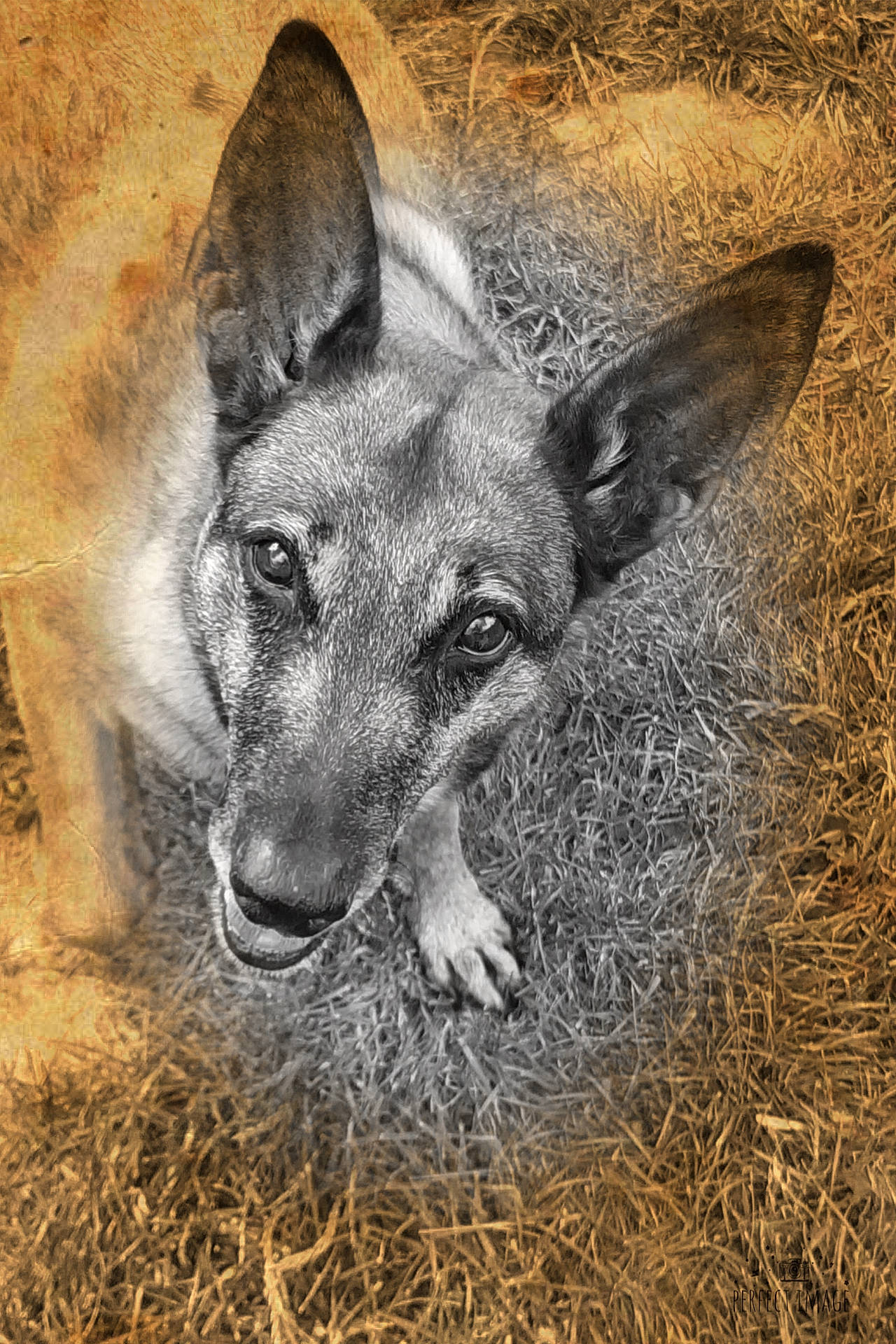 Isis participe au concours pour gagner de l'argent avec cette photo : canidae, carnivore, dog, dog_breed, ear, fawn, grass, mammal, snout, vertebrate, wildlife