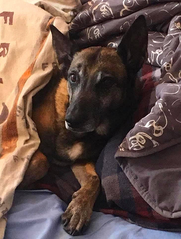 Isis participe au concours pour gagner de l'argent avec cette photo : belgian_shepherd_malinois, canidae, carnivore, dog, dog_breed, fawn, formosan_mountain_dog, german_shepherd_dog, mammal, police_dog, rare_breed_dog, snout, vertebrate, working_dog