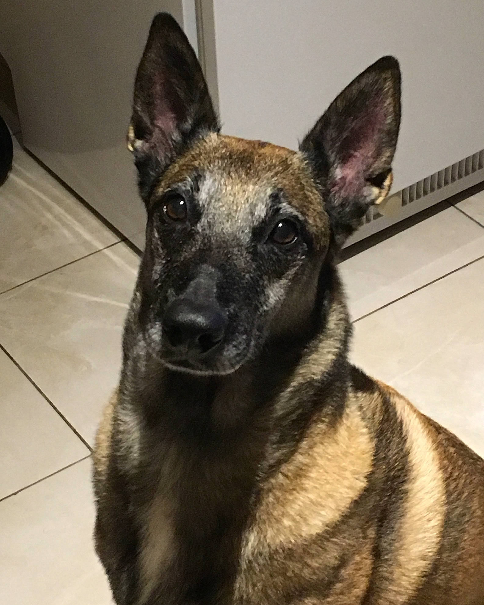 Isis participe au concours pour gagner de l'argent avec cette photo : belgian_shepherd, belgian_shepherd_malinois, canidae, carnivore, dog, dog_breed, ear, fawn, formosan_mountain_dog, kunming_wolfdog, mammal, norwegian_elkhound, rare_breed_dog, snout, vertebrate, whiskers