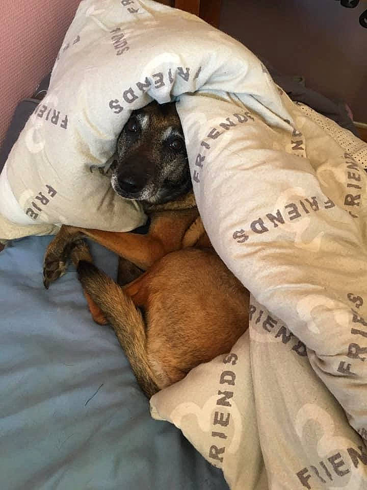 Isis participe au concours pour gagner de l'argent avec cette photo : canidae, carnivore, companion_dog, dog, dog_breed, fawn, nap, puppy