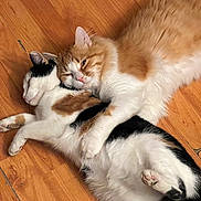 Foxy joined the competition — help win amazing prizes! animal, black_fur, calico_cat, cat, cats, companion, cozy, cuddling, cute, domestic, feline, floor, fur, indoor, orange_cat, pet, relaxed, sleeping, white_fur, wooden_floor