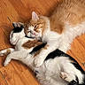 animal, black_fur, calico_cat, cat, cats, companion, cozy, cuddling, cute, domestic, feline, floor, fur, indoor, orange_cat, pet, relaxed, sleeping, white_fur, wooden_floor