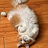 Foxy joined the competition — help win amazing prizes! adorable, animal, cat, curious, cute, domestic_cat, fluffy, fur, indoor, lying_down, mammal, orange, paws, pet, playful, relaxed, whiskers, white, wide_eyes, wooden_floor