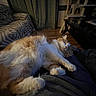 Foxy joined the competition — help win amazing prizes! blanket, cat, cat_tree, couch, cozy, fluffy, furniture, home, indoor, lap, living_room, orange, patterned_couch, person, pet, relaxing, sleeping, soft_lighting, white, wooden_floor