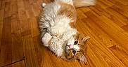 Foxy joined the competition — help win amazing prizes! animal, cat, cute, eyes, floor, fluffy, fur, home, indoor, looking, lying_down, orange, paws, pet, playful, relaxed, tail, whiskers, white, wooden_floor