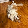 animal, cat, cute, eyes, floor, fluffy, fur, home, indoor, looking, lying_down, orange, paws, pet, playful, relaxed, tail, whiskers, white, wooden_floor