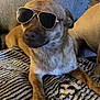dog, sunglasses, pet, canine, animal, blanket, zebra_pattern, indoor, relaxed, laying, brown_fur, closeup, cute, accessory, cozy, furniture, portrait, companion, domestic_animal, resting