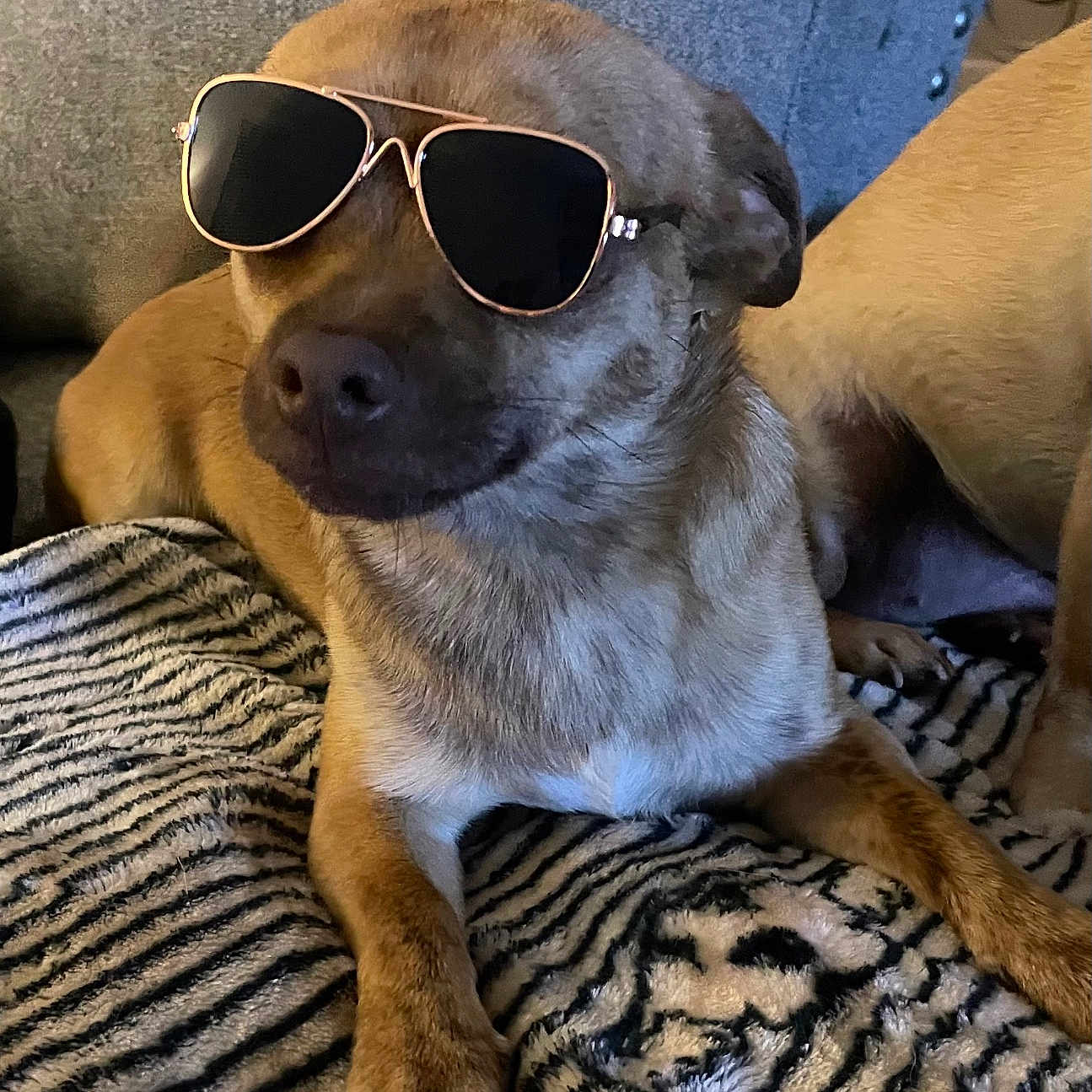 Milo is registered to the contest to win money with this photo: accessory, animal, blanket, brown_fur, canine, closeup, companion, cozy, cute, dog, domestic_animal, furniture, indoor, laying, pet, portrait, relaxed, resting, sunglasses, zebra_pattern