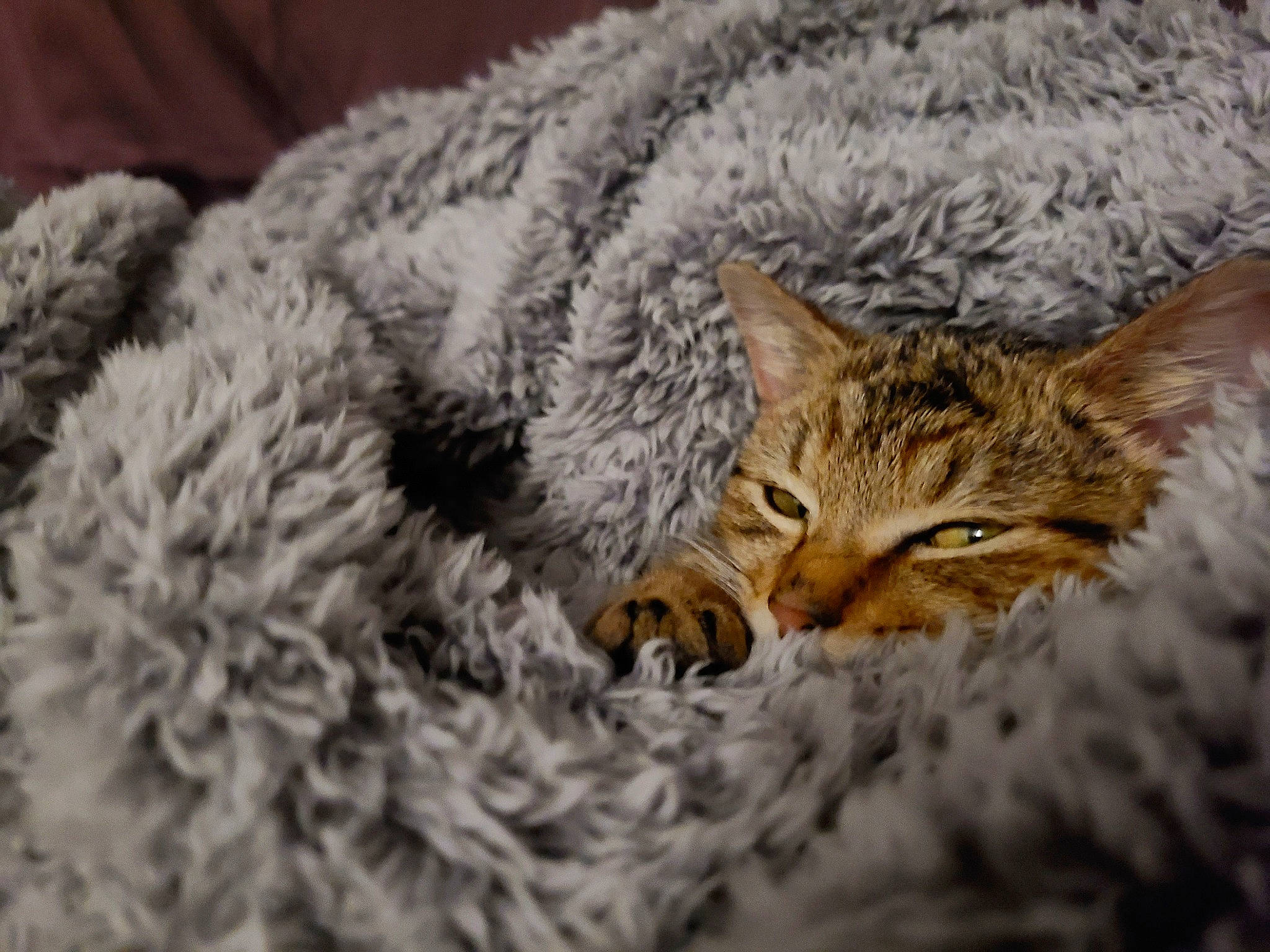 Rooney is registered to the contest to win money with this photo: carnivore, cat, claw, close_up, comfort, domestic_short_haired_cat, felidae, fur, grass, sleep, small_to_medium_sized_cats, snout, tail, terrestrial_animal, whiskers, wildlife, winter, wood, wool