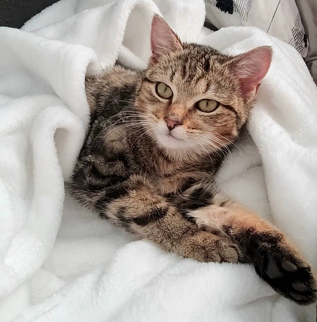 Rooney is registered to the contest to win money with this photo: bed, carnivore, cat, claw, comfort, domestic_short_haired_cat, ear, eye, felidae, fur, hair, head, linens, paw, sitting, small_to_medium_sized_cats, snout, terrestrial_animal, whiskers, wildlife