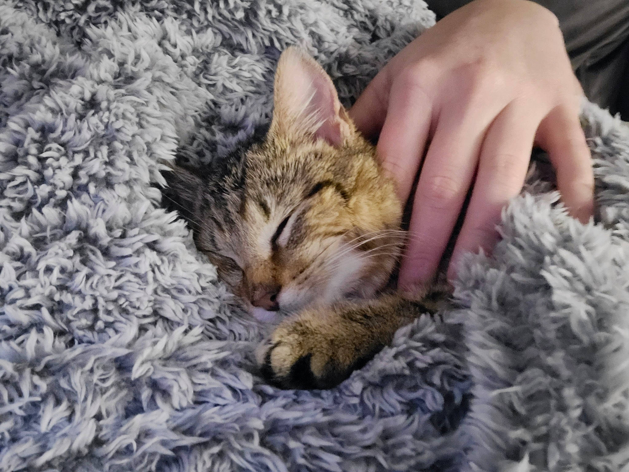 Rooney joined the competition — help win amazing prizes! carnivore, cat, claw, close_up, comfort, domestic_short_haired_cat, fawn, felidae, fur, grass, nap, pattern, paw, small_to_medium_sized_cats, snout, tail, textile, tree, whiskers, wildlife