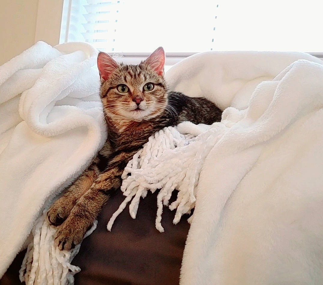 Rooney is registered to the contest to win money with this photo: bed, bedding, carnivore, cat, chair, comfort, couch, domestic_short_haired_cat, door, drawer, fawn, felidae, leg, linens, pattern, sleeve, small_to_medium_sized_cats, tail, whiskers, window