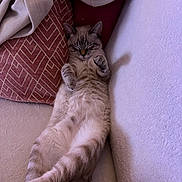 Neo a rejoint le concours — aidez-le/la à gagner de superbes lots ! cat, fluffy, sleeping, relaxed, cozy, blanket, pillow, indoor, feline, cute, pet, resting, soft, comfort, fur, animal, nap, domestic, whiskers, claws