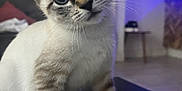 Neo participe au concours pour gagner de l'argent avec cette photo : kitten, cat, blue_eyes, curious, indoor, laptop, pet, feline, whiskers, young, striped, head_tilt, close_up, domestic_animal, soft_light, cozy, background_blur, floor, table, ears