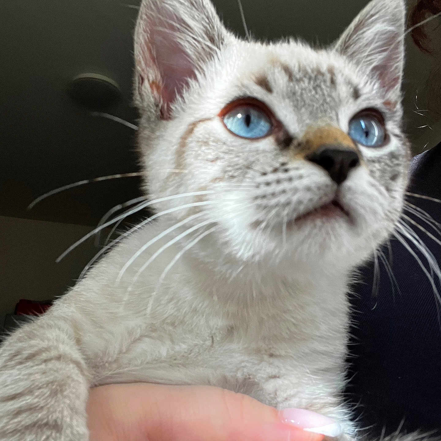 Neo a rejoint le concours — aidez-le/la à gagner de superbes lots ! animal, blue_eyes, cat, close_up, curious, cute, domestic_animal, feline, fur, hand, holding, human_hand, indoor, looking_up, manicured_nails, pet, portrait, soft_light, whiskers, young_cat