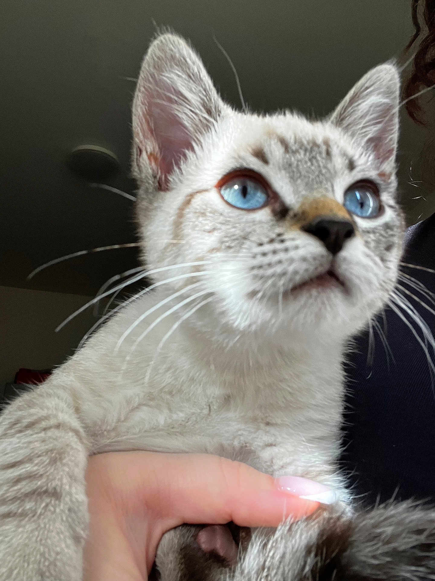 Neo a rejoint le concours — aidez-le/la à gagner de superbes lots ! cat, blue_eyes, close_up, pet, feline, whiskers, fur, hand, manicured_nails, indoor, curious, animal, cute, domestic_animal, portrait, looking_up, soft_light, human_hand, holding, young_cat