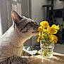 Neo a rejoint le concours — aidez-le/la à gagner de superbes lots ! cat, dandelions, flowers, glass, table, indoor, sunlight, curious, pet, feline, whiskers, wood, yellow, plant, closeup, domestic, cozy, nature, animal, daylight