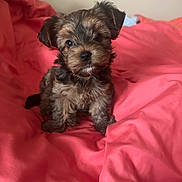 Honey joined the competition — help win amazing prizes! puppy, dog, pet, cute, fluffy, fur, bed, blanket, pink, indoor, small, adorable, animal, young, portrait, sitting, canine, fur_texture, domestic, cozy