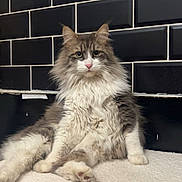 Reg a rejoint le concours — aidez-le/la à gagner de superbes lots ! cat, fluffy, long_hair, pet, indoor, carpet, black_tiles, relaxed, sitting, feline, portrait, animal, cute, whiskers, pink_nose, ears, eyes, fur, domestic_cat, resting