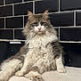 cat, fluffy, long_hair, pet, indoor, carpet, black_tiles, relaxed, sitting, feline, portrait, animal, cute, whiskers, pink_nose, ears, eyes, fur, domestic_cat, resting