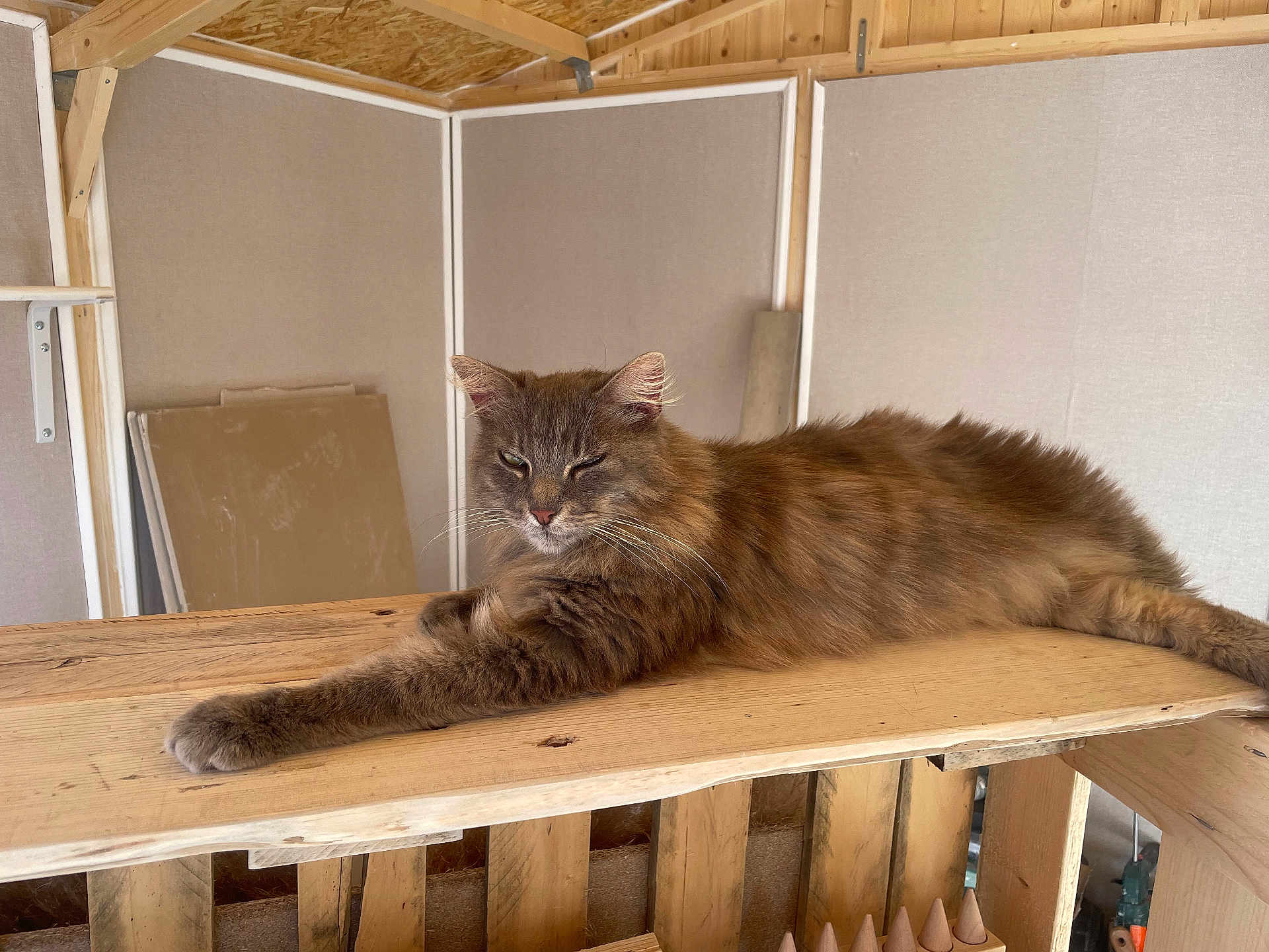 Réglisse participe au concours pour gagner de l'argent avec cette photo : cat, brown_cat, fluffy, wooden_surface, relaxed, indoor, unfinished_room, wooden_walls, panel, pet, feline, animal, resting, long_fur, whiskers, ears, paw, laying_down, cozy, domestic