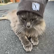 Réglisse a rejoint le concours — aidez-le/la à gagner de superbes lots ! cat, gray_cat, beanie, hat, outdoor, asphalt, brick_building, window, feline, pet, animal, blurred_background, gray_fur, lying_down, close_up, domestic_cat, cute, fluffy, street, winter_wear