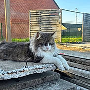 Framboise participe au concours pour gagner de l'argent avec cette photo : cat, fluffy, gray, white, concrete, outdoor, fence, brick_wall, relaxed, sunlight, animal, pet, resting, nature, daytime, grass, wood, quiet, building, stacked_slabs