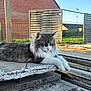 cat, fluffy, gray, white, concrete, outdoor, fence, brick_wall, relaxed, sunlight, animal, pet, resting, nature, daytime, grass, wood, quiet, building, stacked_slabs