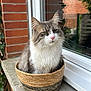 Framboise a rejoint le concours — aidez-le/la à gagner de superbes lots ! cat, basket, window, brick_wall, ivy, concrete, outdoor, pet, feline, fluffy, gray, white, animal, sitting, closeup, nature, daylight, plant, domestic, cute