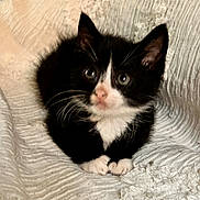 Samantha Toni is registered to the contest to win money with this photo: animal, black_and_white, blanket, cat, cozy, curious, cute, ears, feline, fur, indoor, kitten, paws, pet, resting, small, soft, texture, whiskers, young