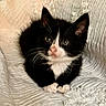 animal, black_and_white, blanket, cat, cozy, curious, cute, ears, feline, fur, indoor, kitten, paws, pet, resting, small, soft, texture, whiskers, young