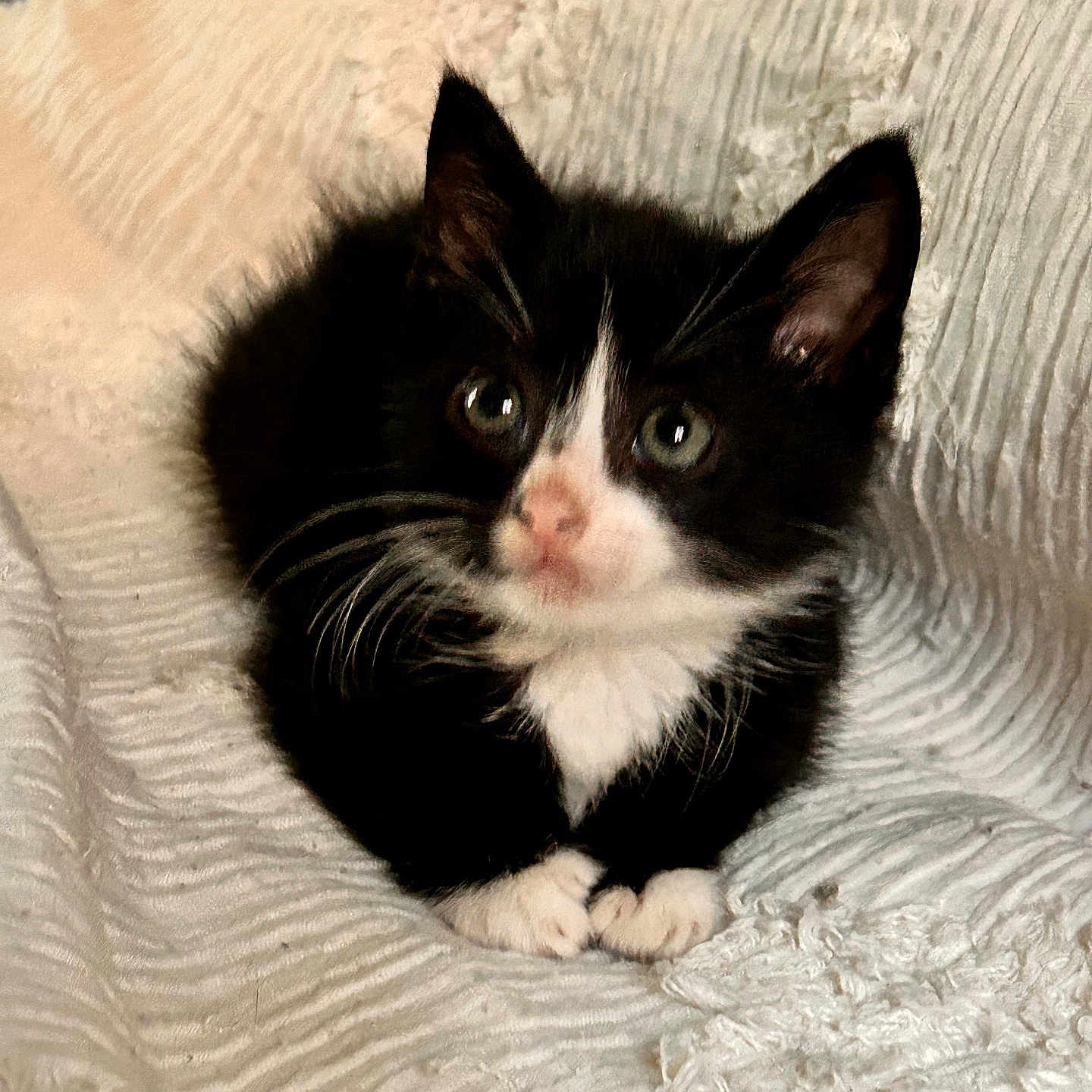 Samantha Toni is registered to the contest to win money with this photo: animal, black_and_white, blanket, cat, cozy, curious, cute, ears, feline, fur, indoor, kitten, paws, pet, resting, small, soft, texture, whiskers, young