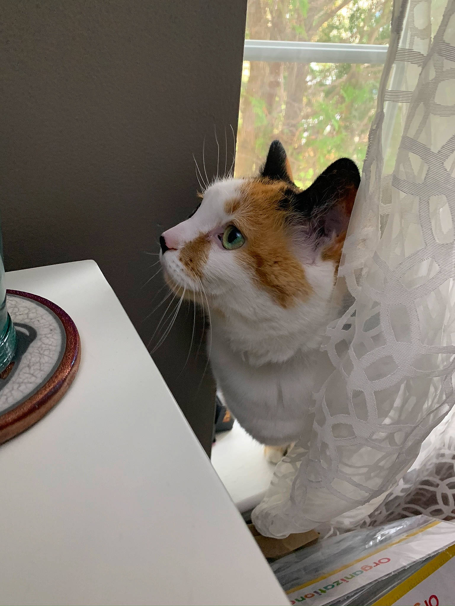 Coda joined the competition — help win amazing prizes! aegean_cat, carnivore, cat, domestic_short_haired_cat, european_shorthair, felidae, fur, kitten, room, small_to_medium_sized_cats, turkish_van, whiskers, window