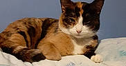 Luna is registered to the contest to win money with this photo: cat, calico_cat, bed, blanket, pillow, indoor, feline, resting, fur, pet, animal, cozy, sleepy, domestic_cat, mammal, whiskers, ears, face, relaxing, home