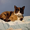 cat, calico_cat, bed, blanket, pillow, indoor, feline, resting, fur, pet, animal, cozy, sleepy, domestic_cat, mammal, whiskers, ears, face, relaxing, home