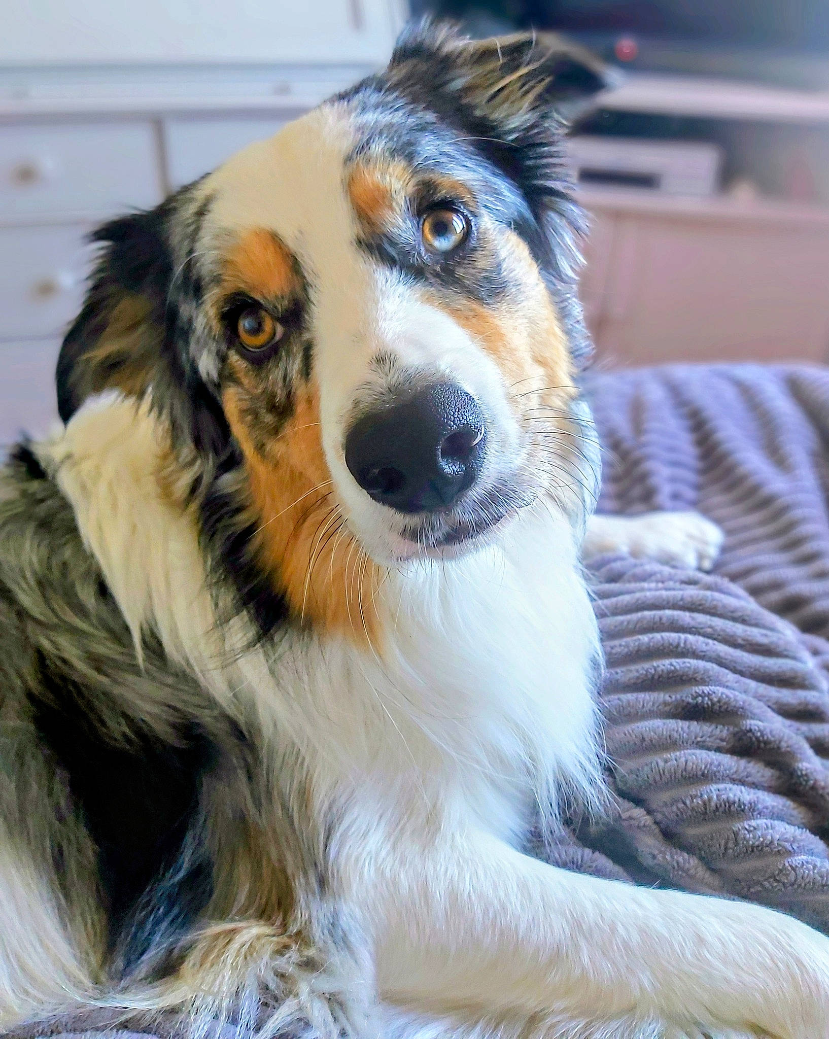 Tommy participe au concours pour gagner de l'argent avec cette photo : canidae, carnivore, collar, companion_dog, dog, dog_breed, fur, plant, snout, sporting_group, terrestrial_animal, whiskers, working_animal, working_dog