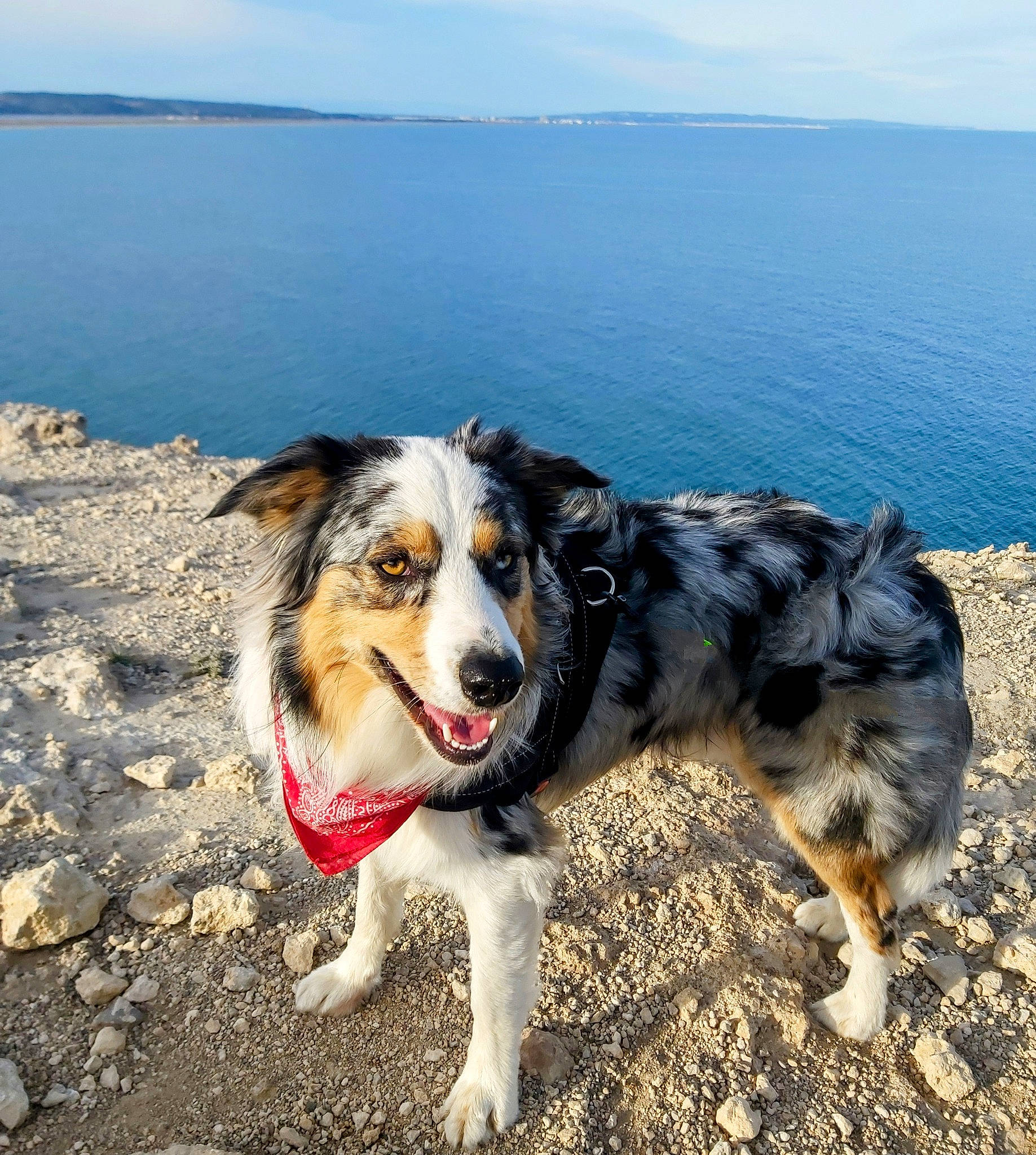 Tommy a rejoint le concours — aidez-le/la à gagner de superbes lots ! beach, canidae, carnivore, cloud, coast, companion_dog, dog, dog_breed, happy, herding_dog, horizon, lake, landscape, ocean, sky, sporting_group, travel, water, wind_wave, working_dog