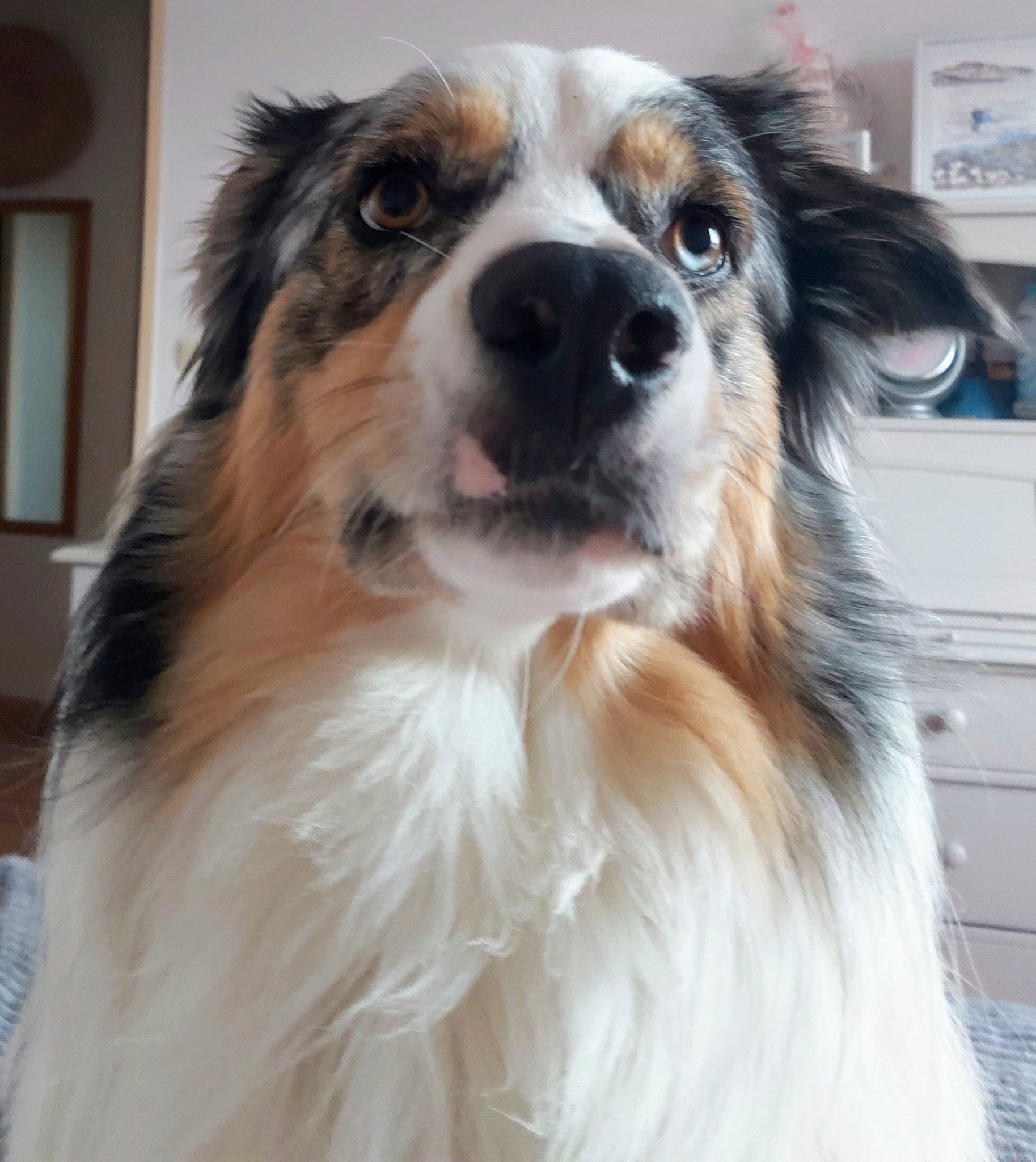 Tommy participe au concours pour gagner de l'argent avec cette photo : cabinetry, canidae, carnivore, companion_dog, dog, dog_breed, drawer, fur, liver, picture_frame, snout, sporting_group, toy_dog, whiskers, window, working_animal, working_dog