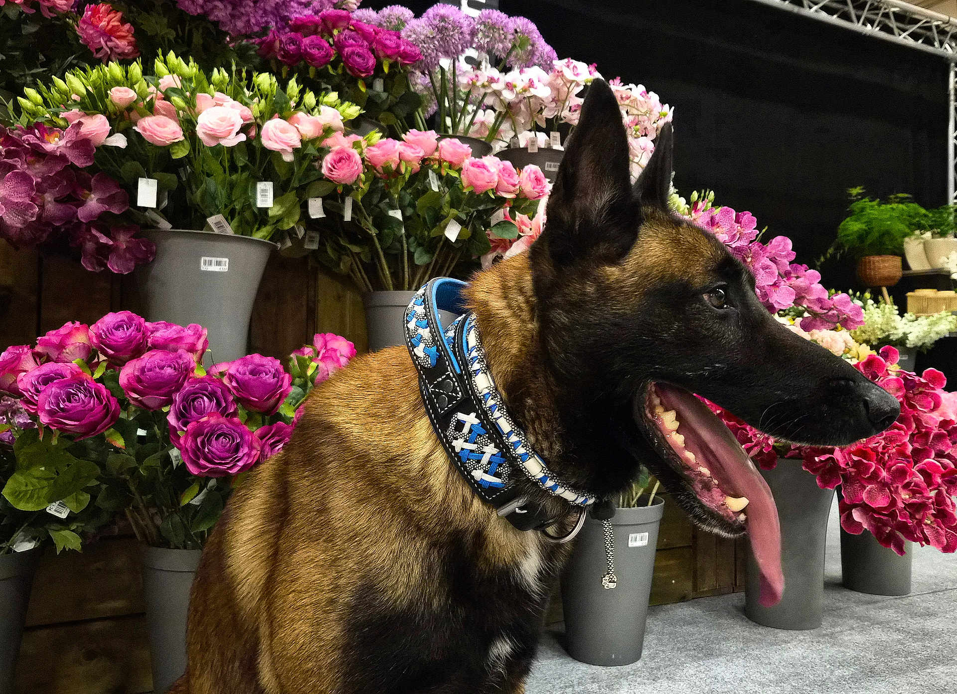 Seven participe au concours pour gagner de l'argent avec cette photo : dog, animal, pet, collar, tongue_out, flower_pots, pink_flowers, purple_flowers, green_leaves, indoor, happy, canine, close_up, portrait, decor, colorful, vibrant, nature, wood_background, floor