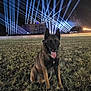 dog, grass, night, lights, building, field, animal, outdoor, tongue, sitting, dark, beam, spotlight, sky, happy, pet, mammal, ears, canine, landscape
