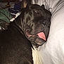 Nova Jean Leo is registered to the contest to win money with this photo: animal, black_coat, close_up, companion, cozy, cute, dog, domestic, face, fur, indoor, mammal, pet, pillow, relaxed, resting, sleeping, snuggled, tongue_out, white_fur