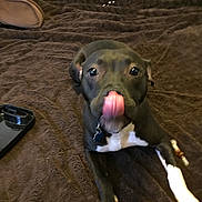 Nova Jean Leo joined the competition — help win amazing prizes! animal, bed, black_dog, blanket, brown_blanket, canine, collar, cute, dog, floor, home, household, indoor, looking_at_camera, lying_down, pet, playful, tongue_out, toy, white_paws