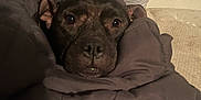 Nova Jean Leo is registered to the contest to win money with this photo: animal, blanket, brown, comfort, couch, cozy, cute, dog, ears, expression, face, fur, home, indoor, looking, pet, pillow, resting, snuggle, wrapped