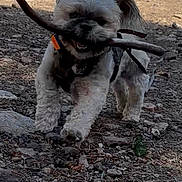 Chewy joined the competition — help win amazing prizes! dog, small_dog, outdoor, nature, stick, walking, happy, animal, pet, forest, rocky_path, daylight, fur, playful, canine, grass, trees, hiking, adventure, excited