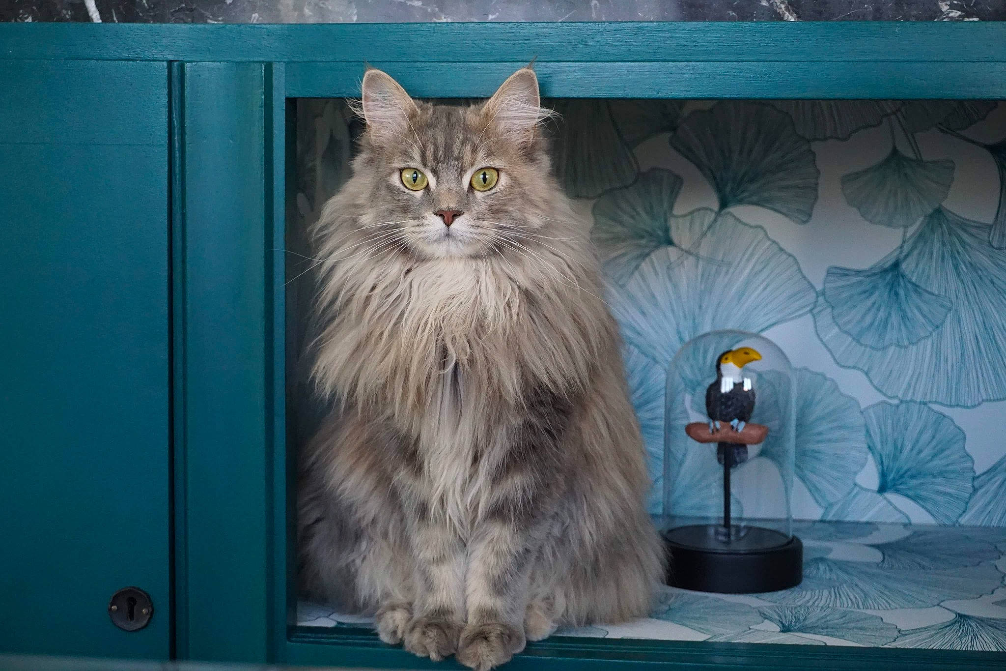 Pita participe au concours pour gagner de l'argent avec cette photo : art, british_longhair, carnivore, cat, domestic_short_haired_cat, electric_blue, fawn, felidae, flowerpot, fur, gas, grey, maine_coon, persian, small_to_medium_sized_cats, snout, tail, terrestrial_animal, whiskers, wood