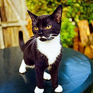 Pigeon joined the competition — help win amazing prizes! cat, black_and_white, outdoor, table, greenery, garden, curious, pet, animal, whiskers, yellow_eyes, fur, standing, nature, wooden_fence, blurred_background, daylight, domestic_cat, portrait, close_up