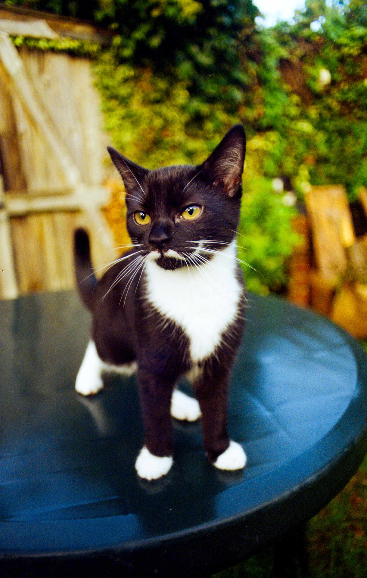 Pigeon joined the competition — help win amazing prizes! cat, black_and_white, outdoor, table, greenery, garden, curious, pet, animal, whiskers, yellow_eyes, fur, standing, nature, wooden_fence, blurred_background, daylight, domestic_cat, portrait, close_up