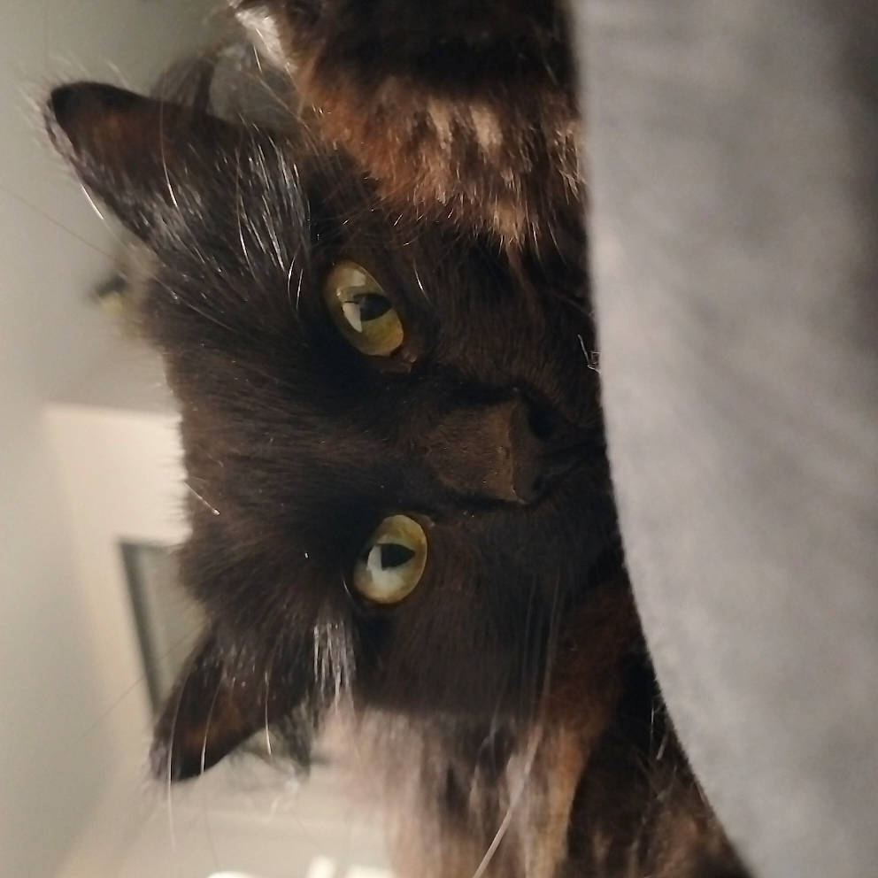 Suricate participe au concours pour gagner de l'argent avec cette photo : abyssinian, animal, blackcat, cat, kitten, manx, pet